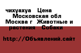 чихуахуа › Цена ­ 6 000 - Московская обл., Москва г. Животные и растения » Собаки   